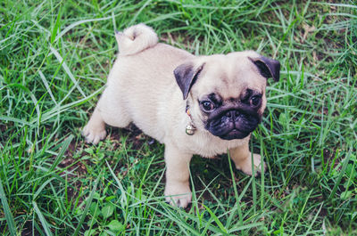 Portrait of puppy on grass