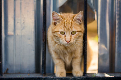 Close-up portrait of cat