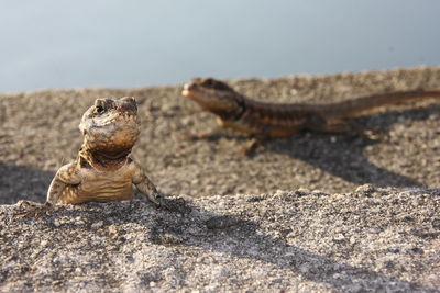 Lizards on the rocks