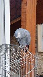 View of bird in cage