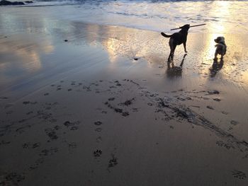 Dog on beach