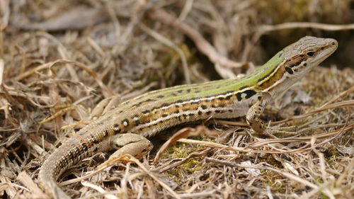 Close-up of lizard on dry leaf