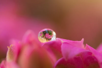 Close-up of pink rose flower