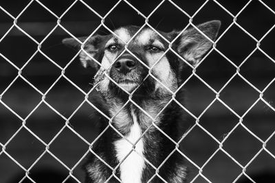 Portrait of dog seen through chainlink fence