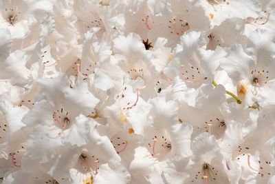 Full frame shot of white roses