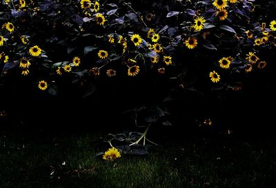 Close-up of yellow flowers