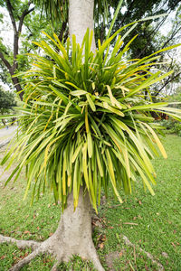 Close-up of fresh green plant in field