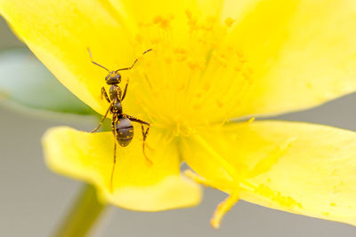Close-up of yellow flower