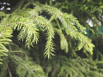 Close-up of pine tree