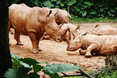 Rhinoceroses at zoo