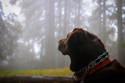 Close-up of dog against sky