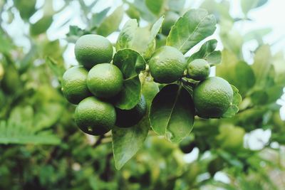 Close-up of berries growing on tree