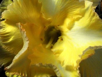 Close-up of yellow flower