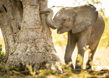 Close-up of elephant