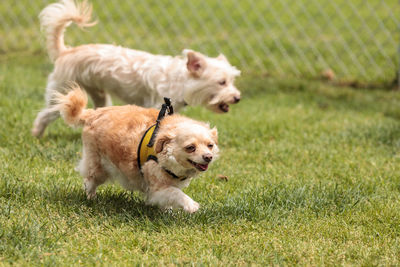 Dogs running on grass