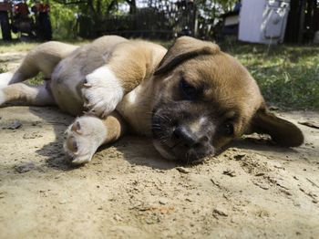 Close-up of a dog sleeping
