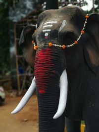 Close-up of elephant