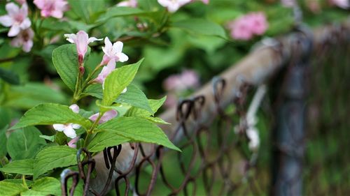 Close-up of flowering plant