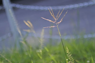 Close-up of silhouette plant on field