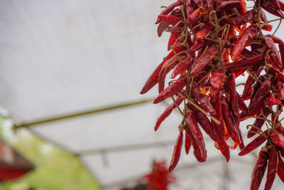 Close-up of red chili peppers hanging