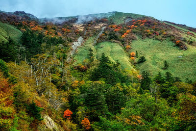 Scenic view of forest during autumn