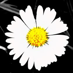 Close-up of white flower against black background