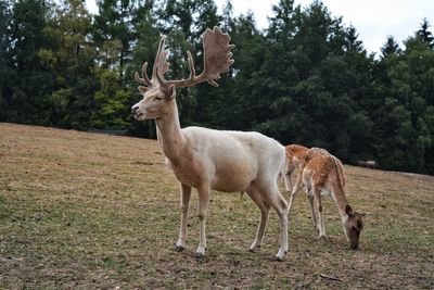 Deer standing in a field