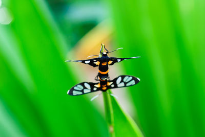 Extreme close-up of insects on plant