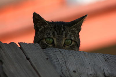 Portrait of cat relaxing outdoors