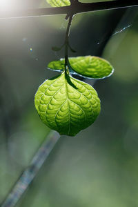 Close-up of green leaf