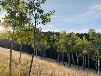Trees on field against sky