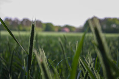 Close-up of grass growing on field against sky