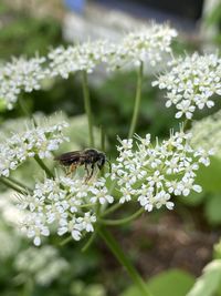 Close-up of bee on flower