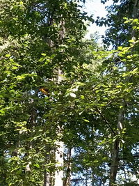 Low angle view of trees in forest