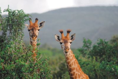 Portrait of an animal on field
