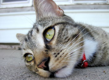 Close-up of cat looking away while relaxing outdoors