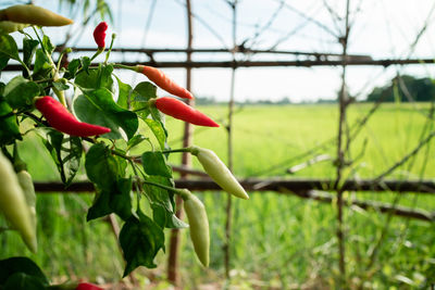 Close-up of red chili peppers growing against fence