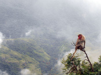 Monkey on tree against mountain