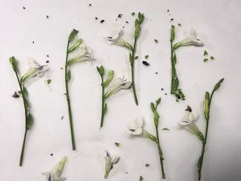 High angle view of vegetables against white background