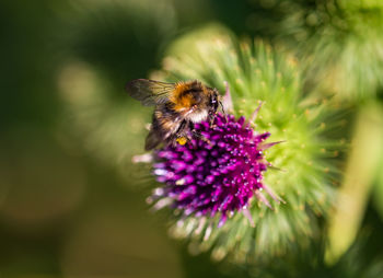 Close-up of honey bee pollinating on purple flower