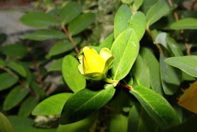 Close-up of yellow leaves on plant in field