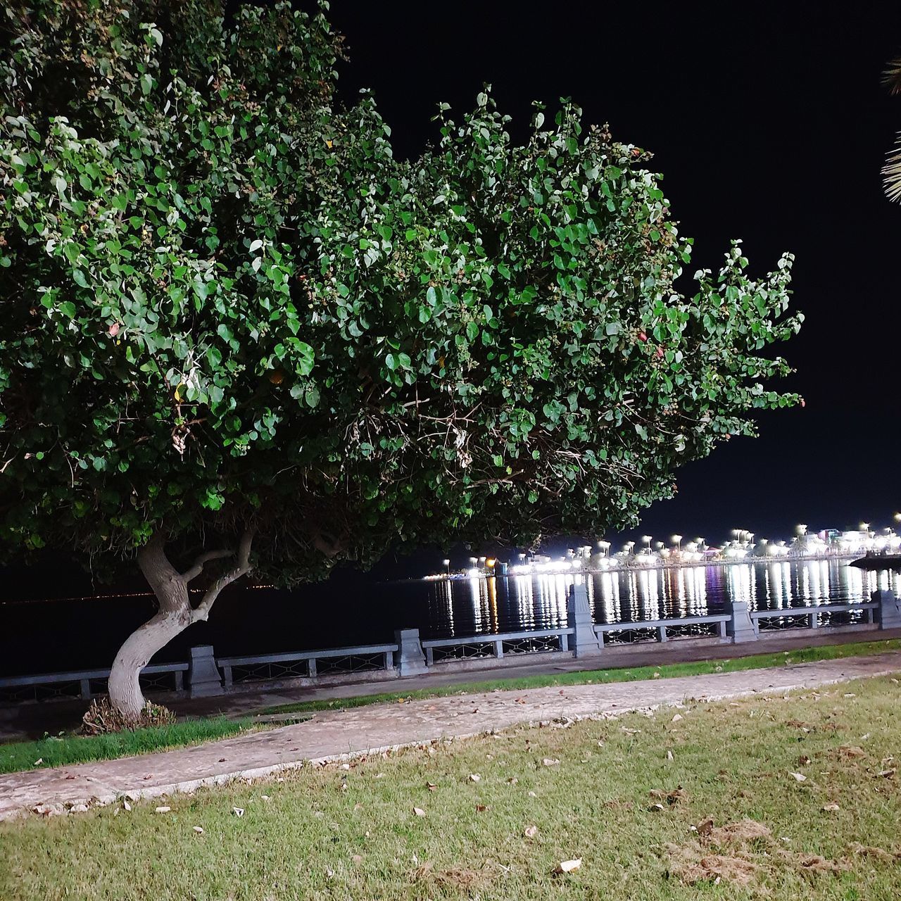 VIEW OF TREES IN PARK AT NIGHT