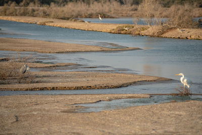 Flamingoes in ras al khor wildlife sanctuary, ramsar site, flamingo hide2, dubai, uae