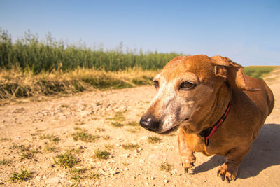 Dog looking away on field