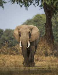 View of elephant on field