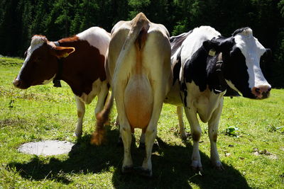 Cows standing in a field