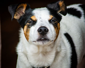 Close-up portrait of dog