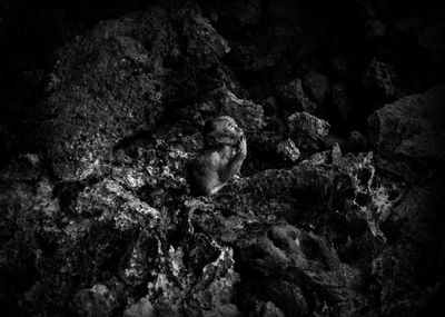 View of lizard on rock