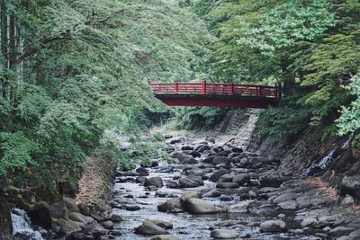 Scenic view of rocks in forest