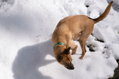 High angle view of dog on snow